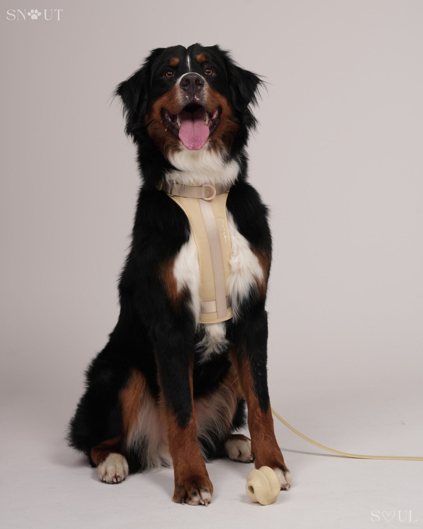 Harness