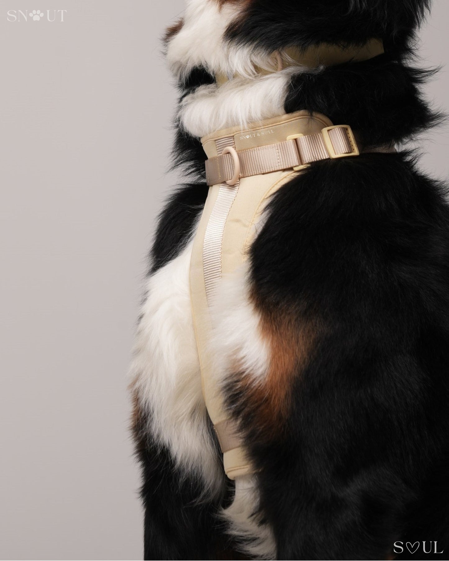 Harness