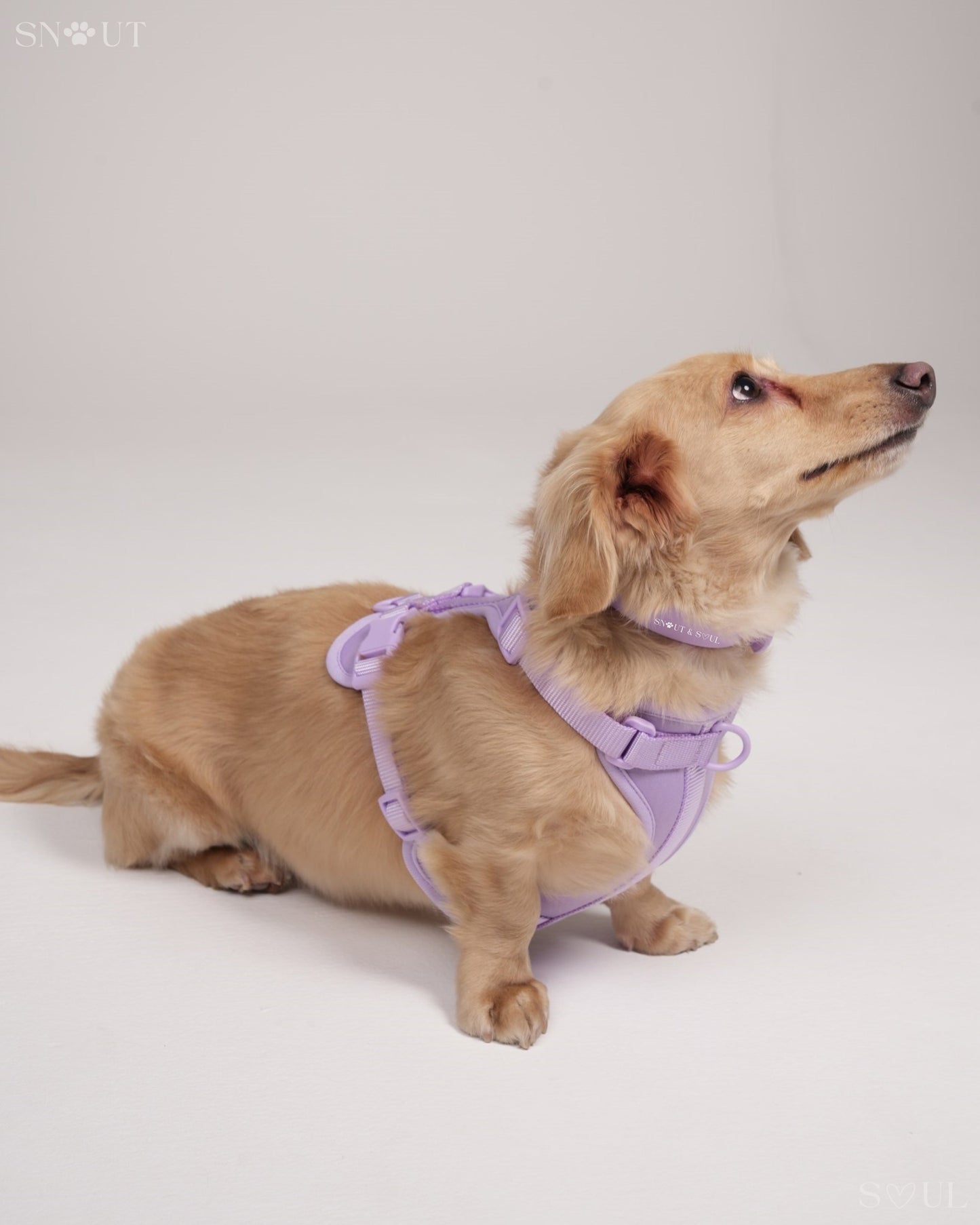 Harness