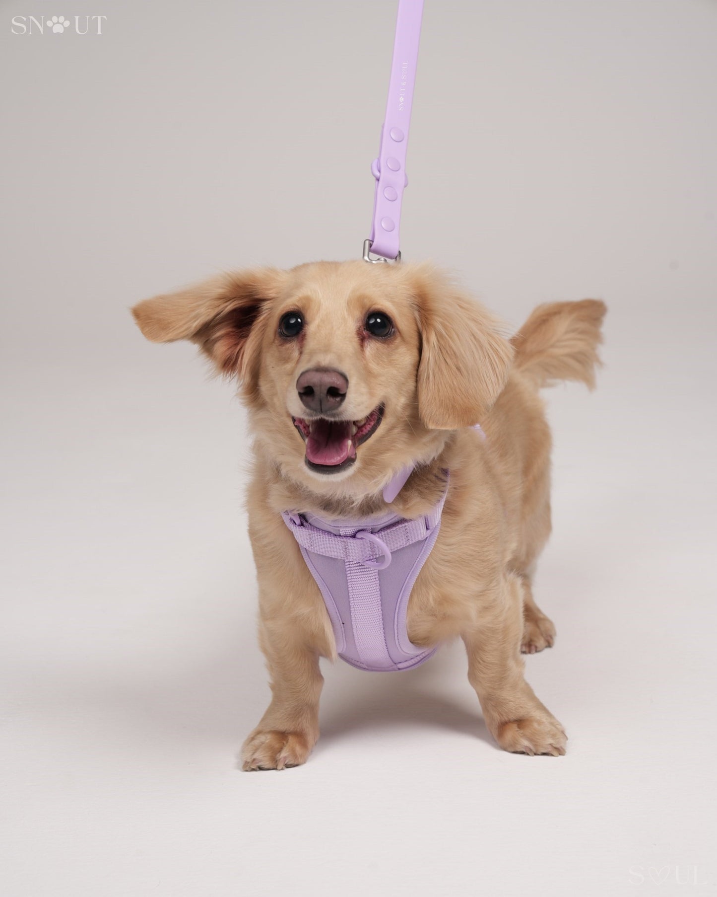 Harness
