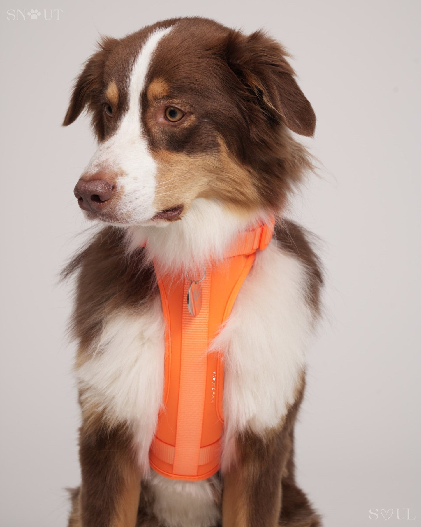 Harness