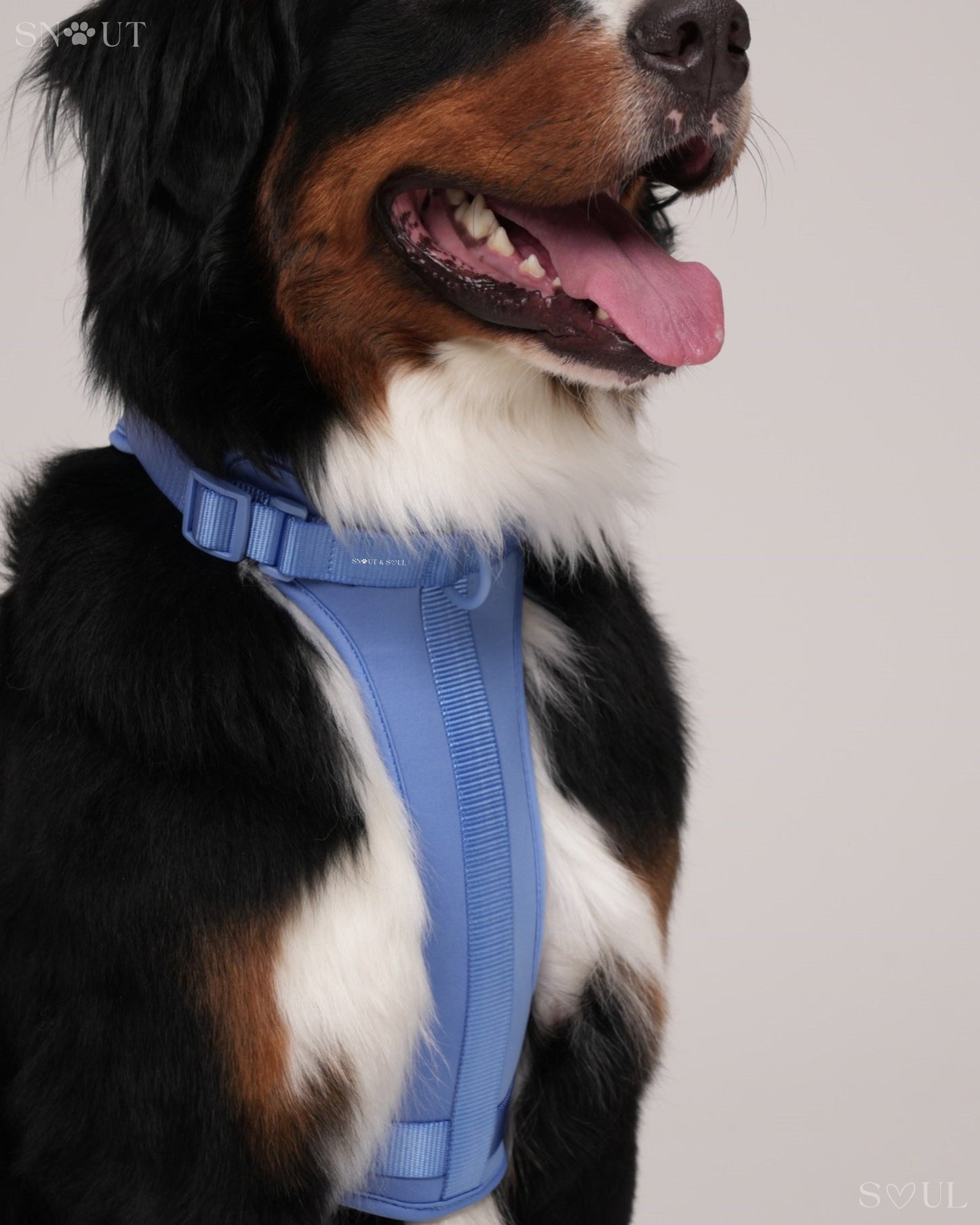 Harness