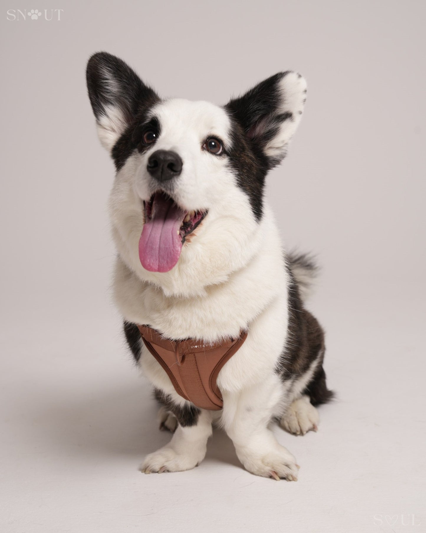 Harness