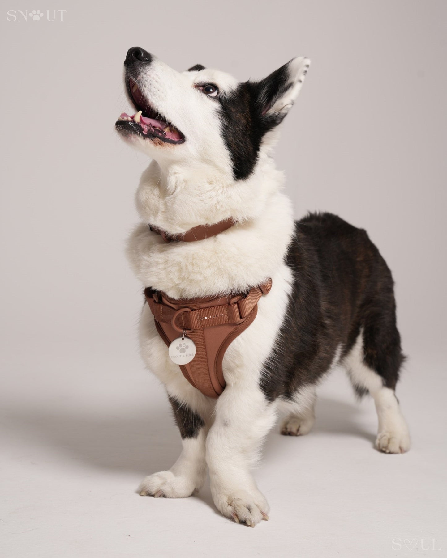 Harness