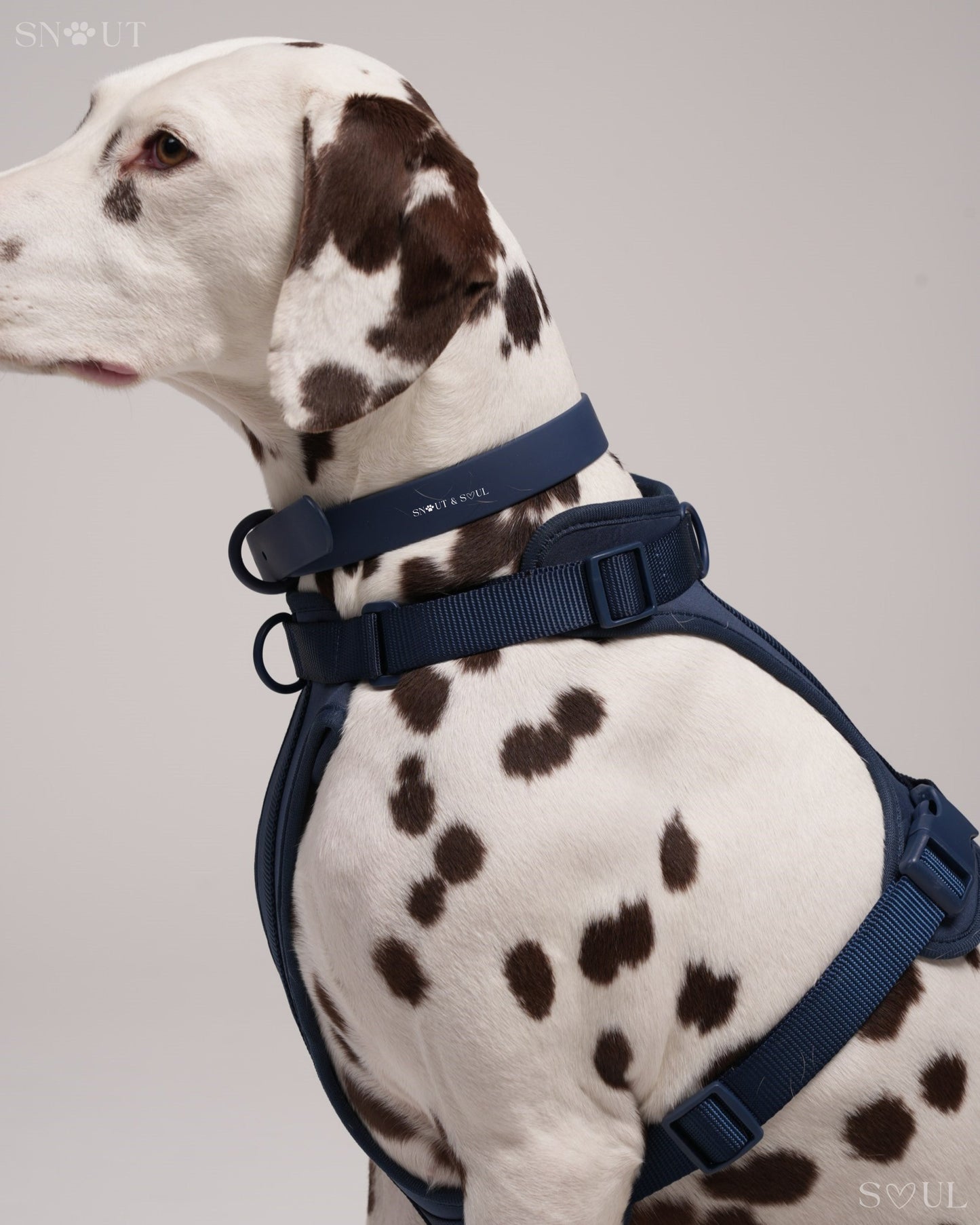 Harness
