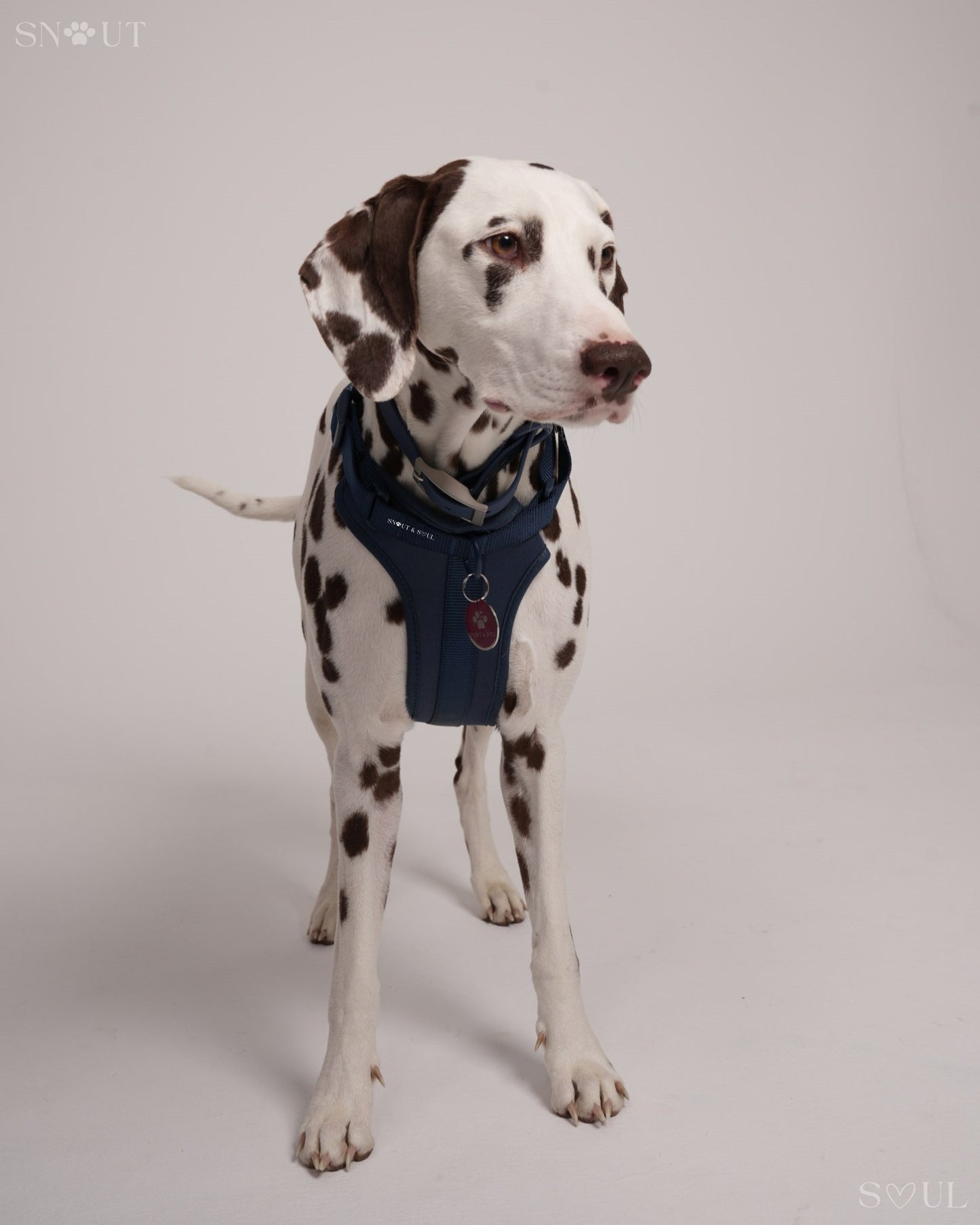 Harness