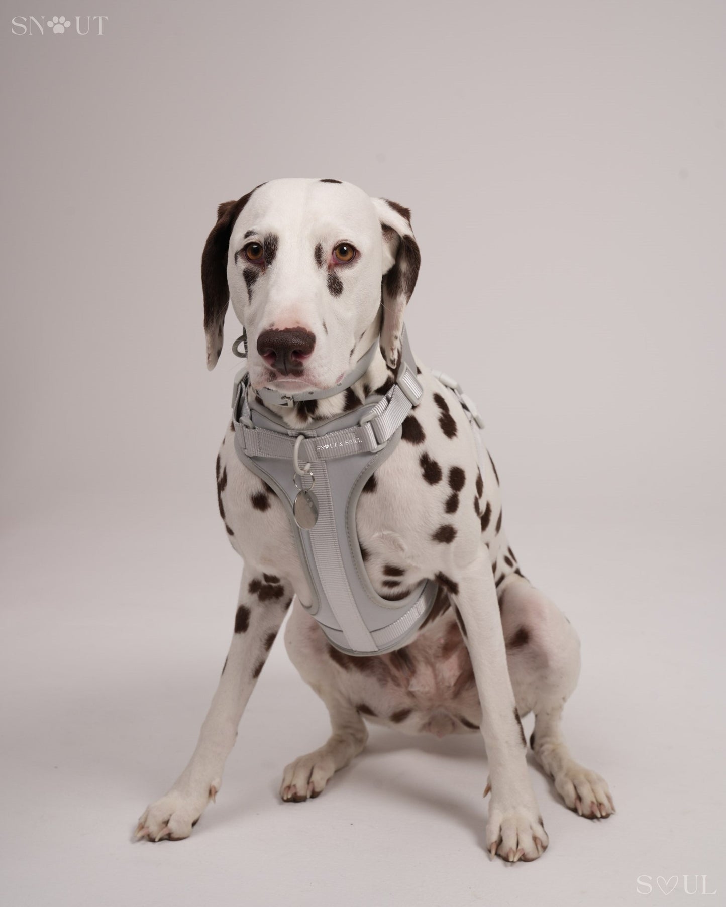 Harness