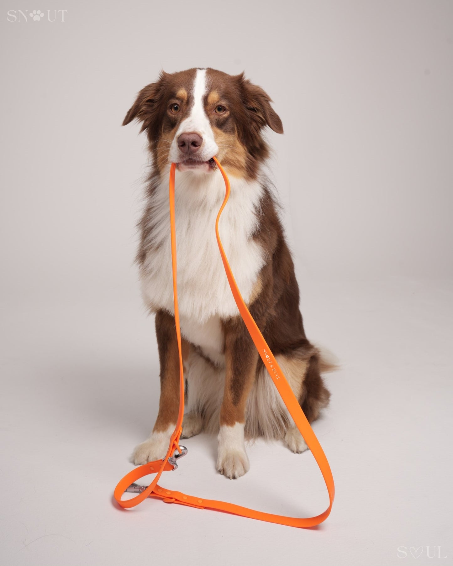 Leash