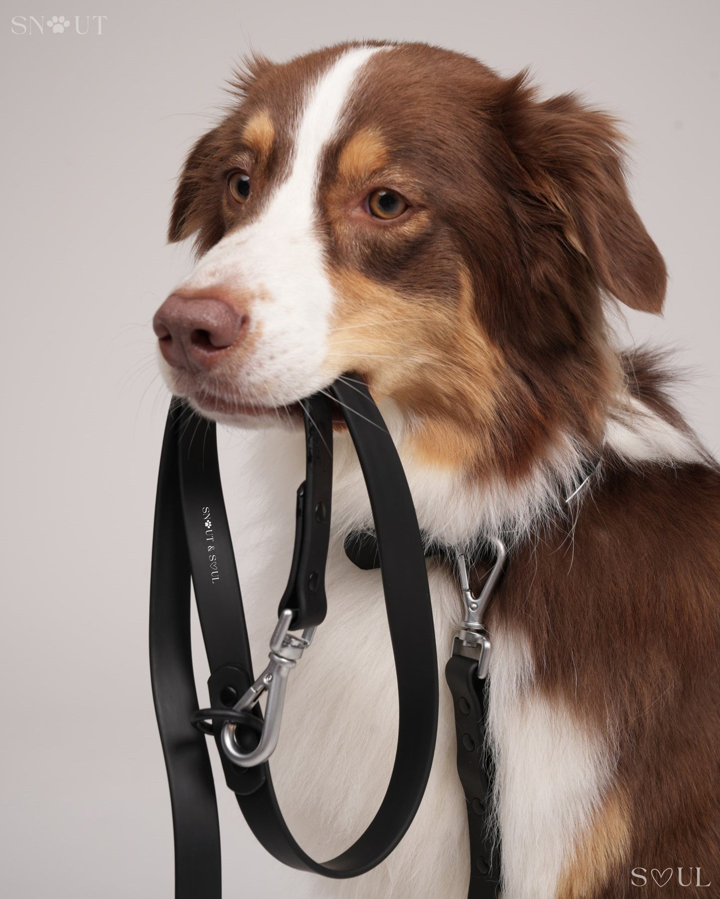 Leash