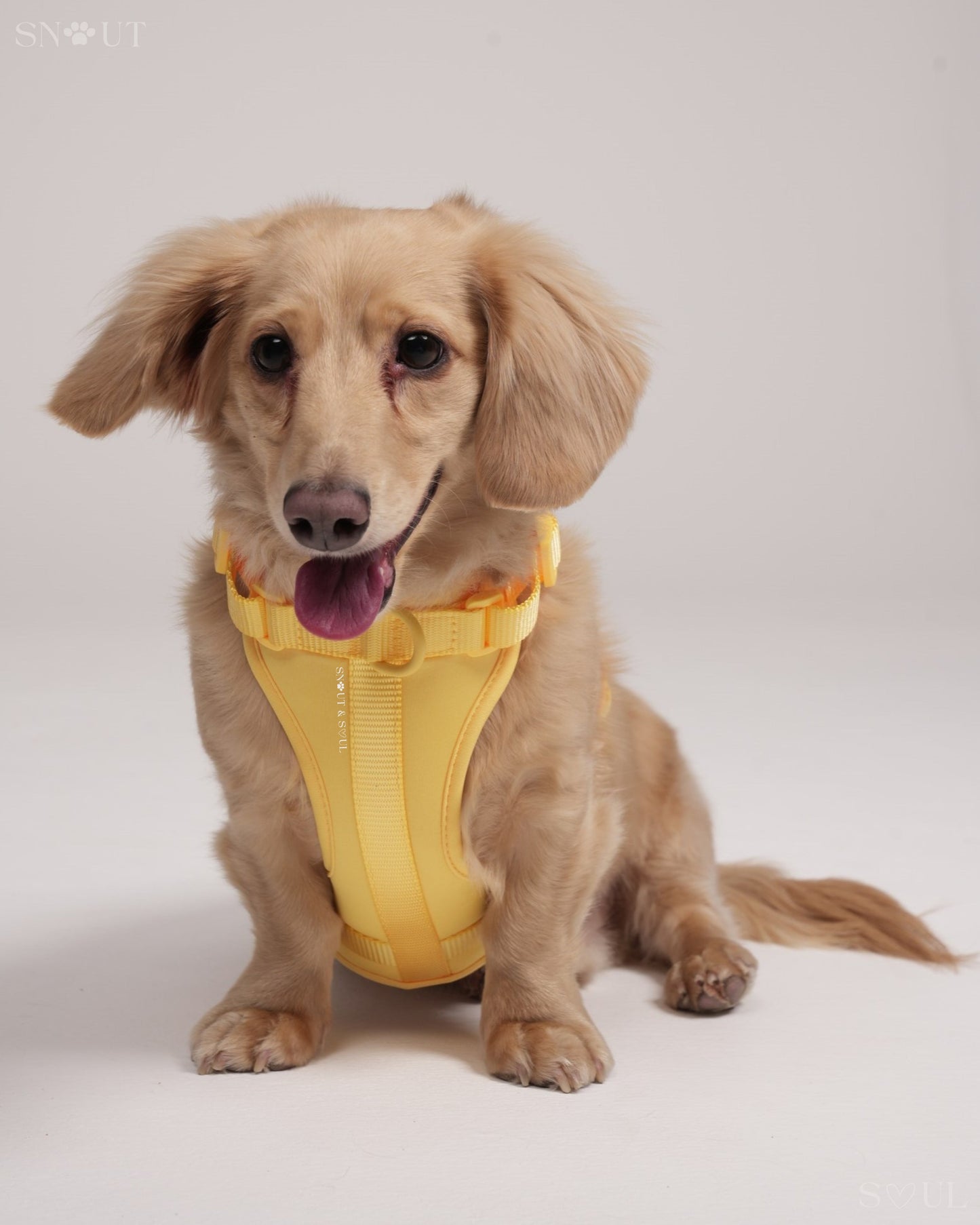 Harness