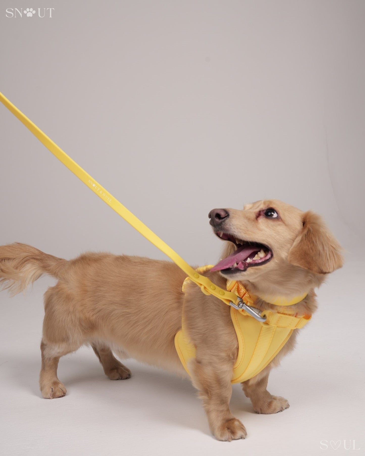 Leash