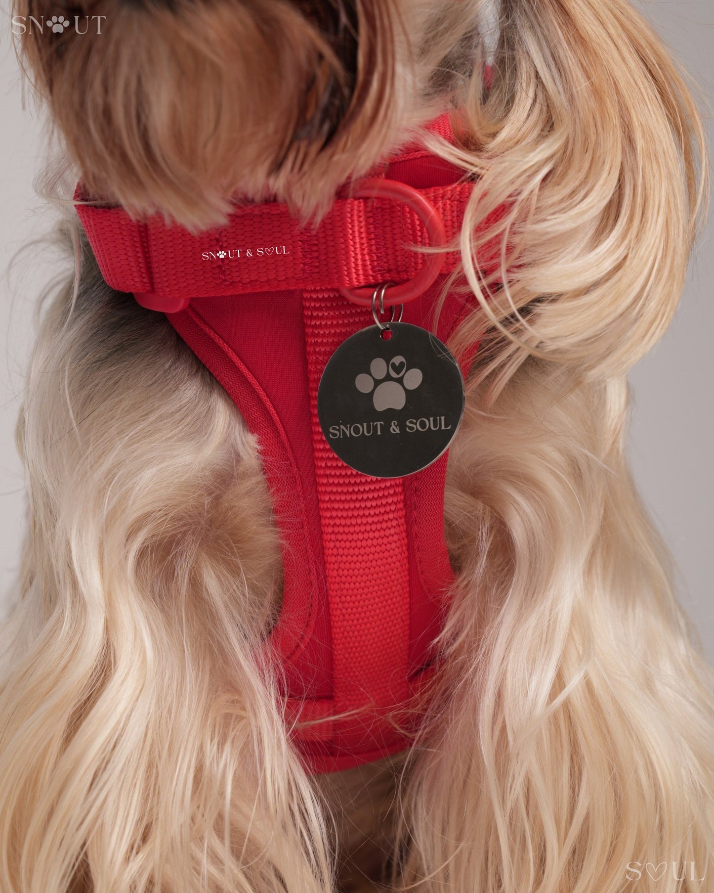 Harness