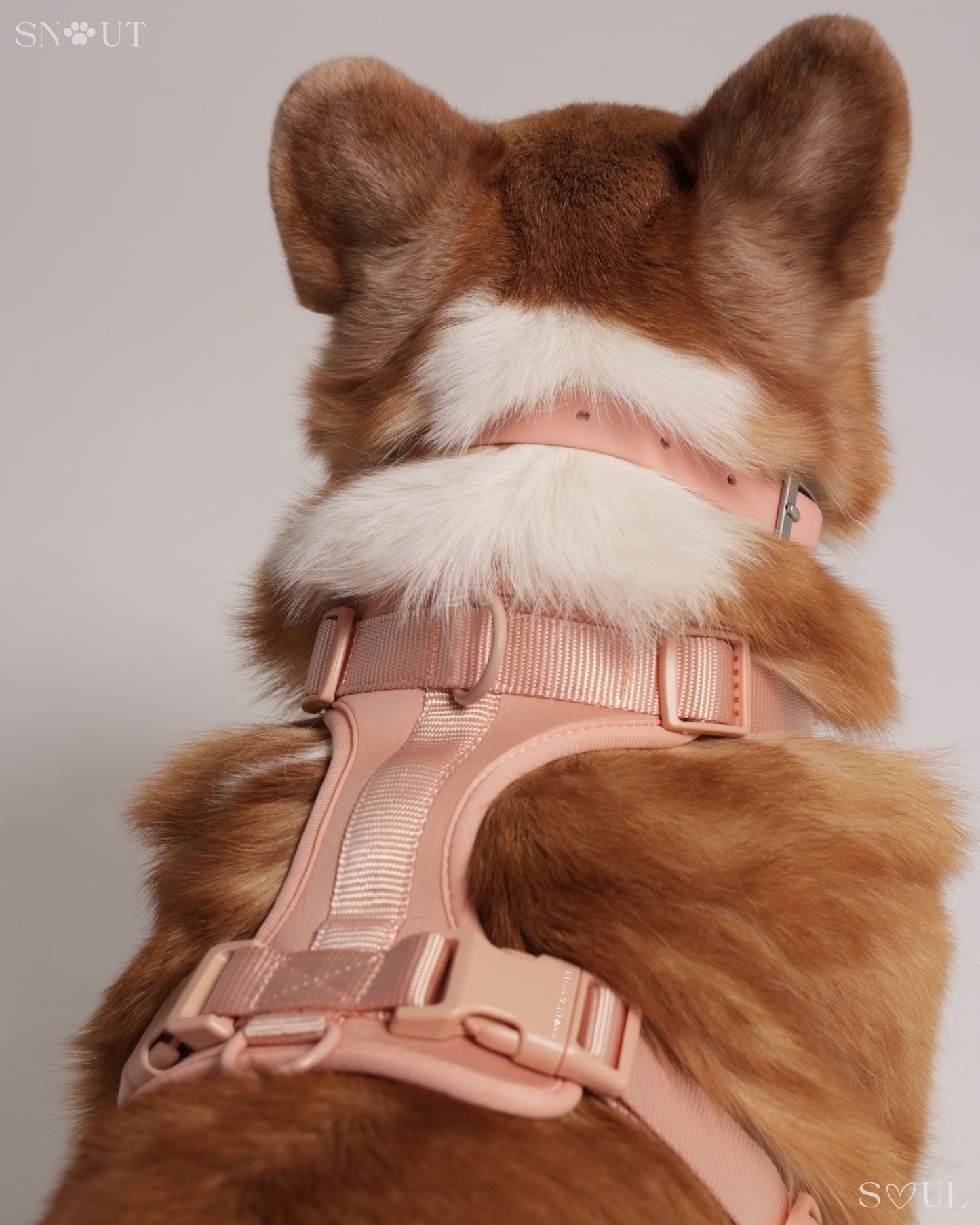 Harness