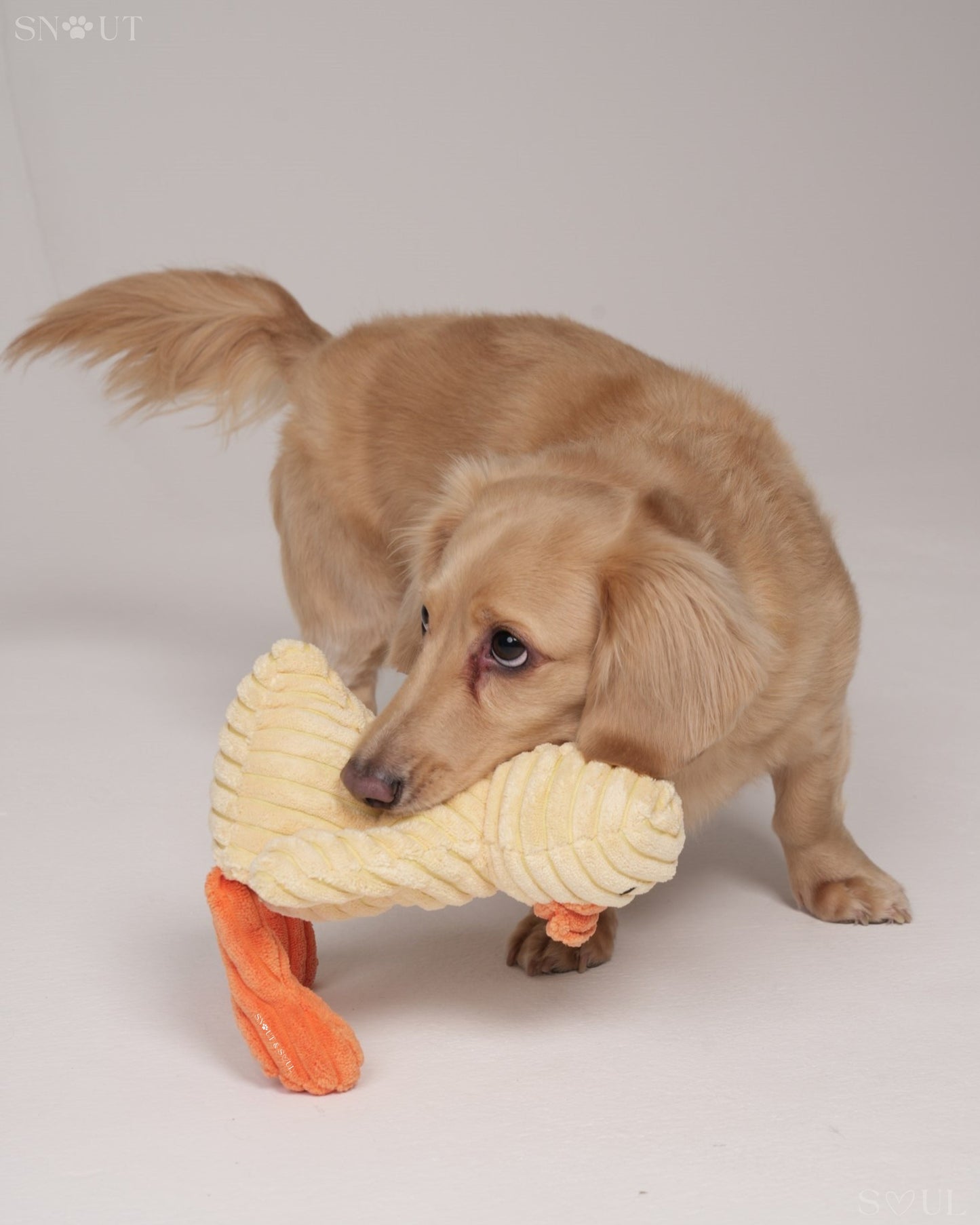 Cuddle Toy