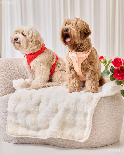 Luxury Soft Dog Blanket