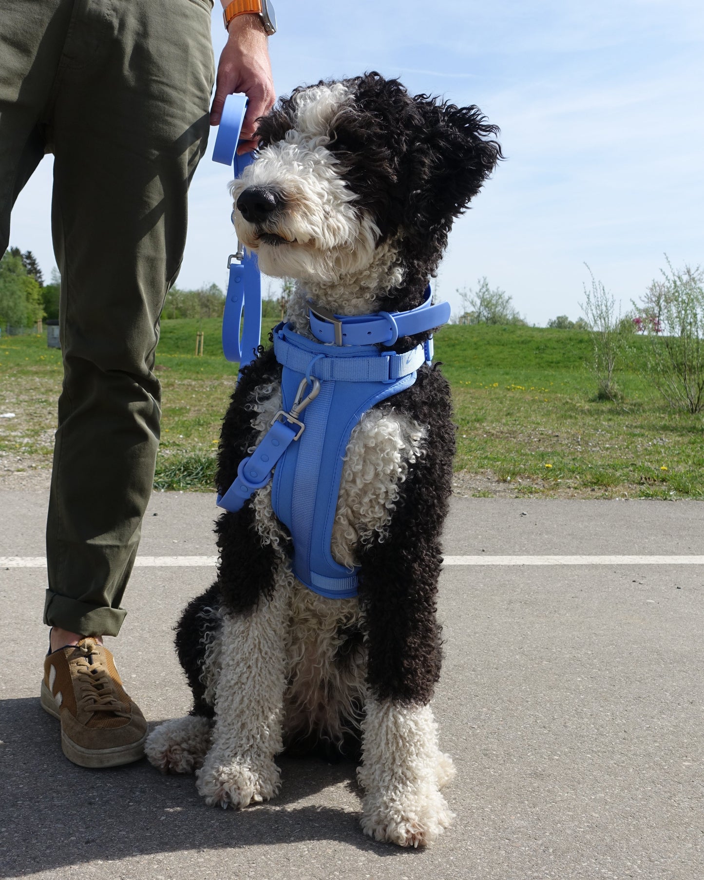 Harness Walk Set