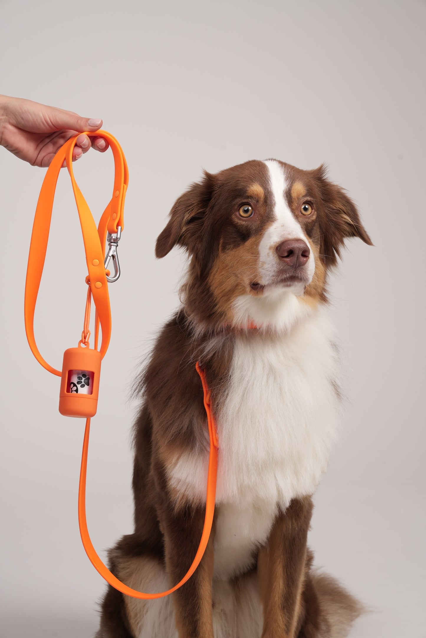 Harness Walk Set