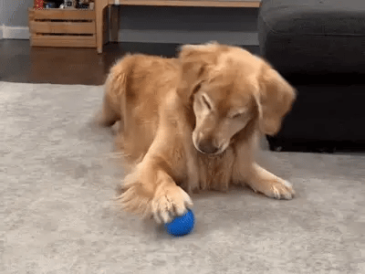 Snout Interactive Dog Ball