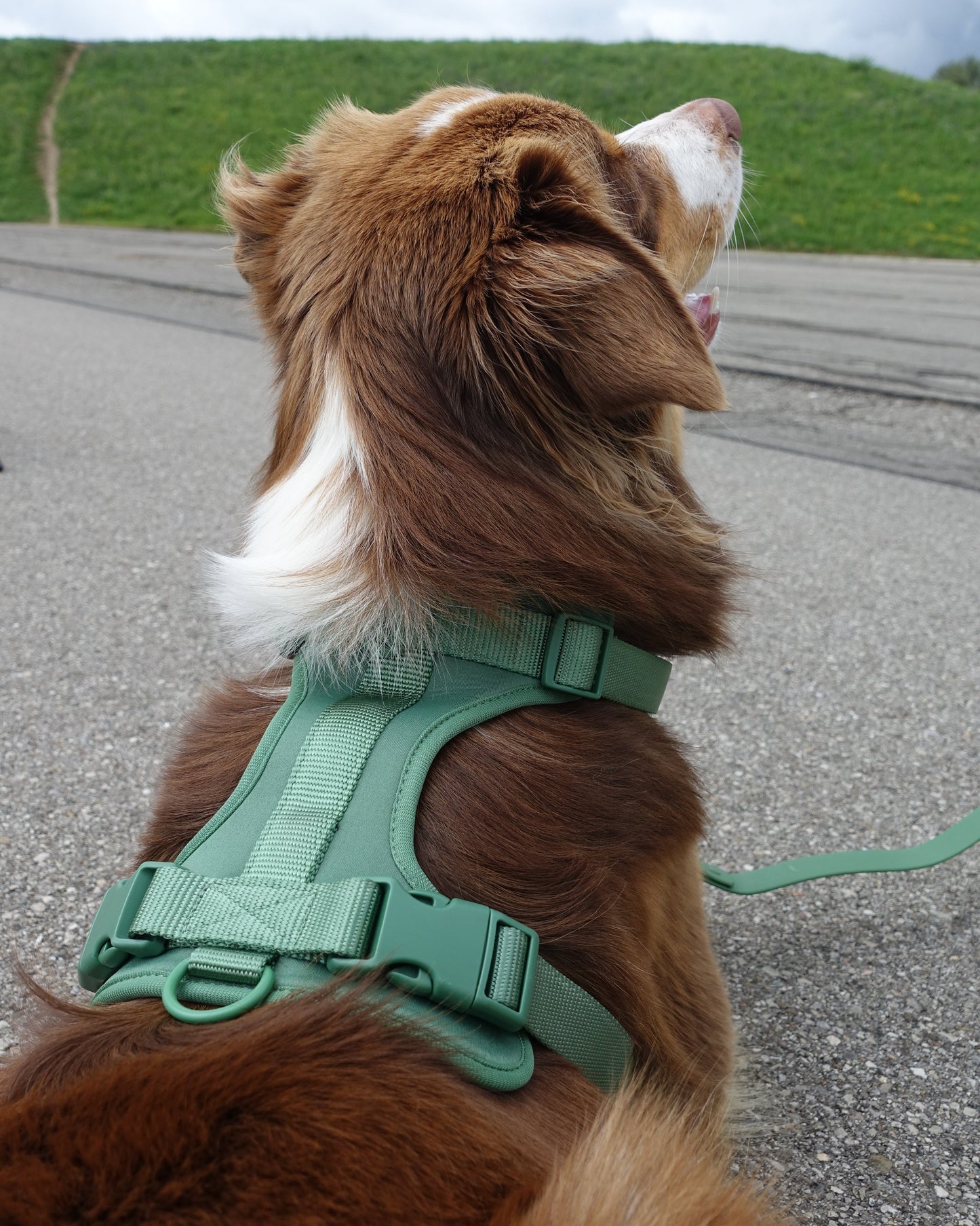Harness