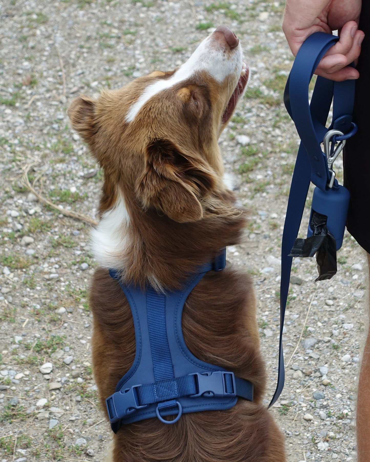 Harness