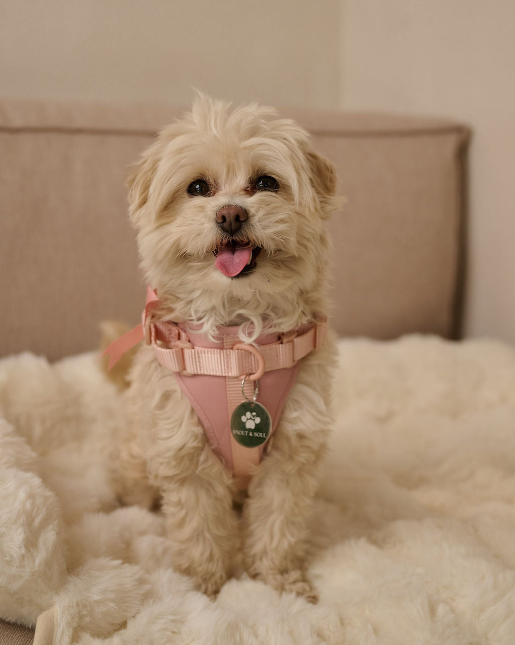 Harness Walk Set