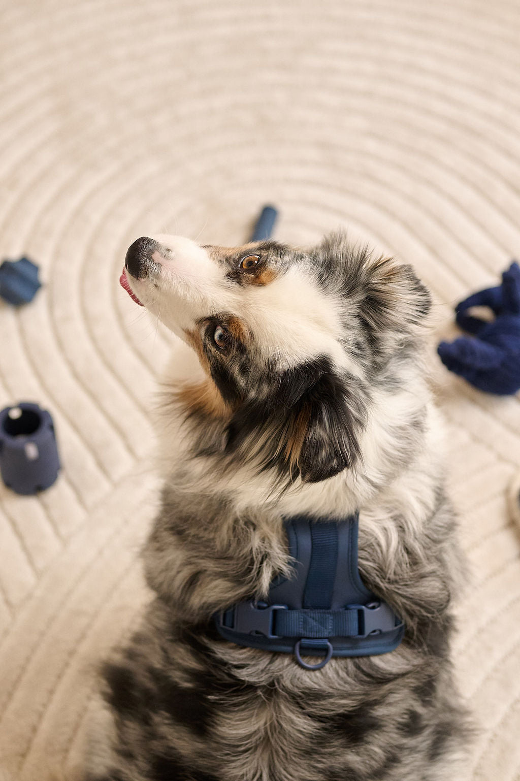 Harness Walk Set