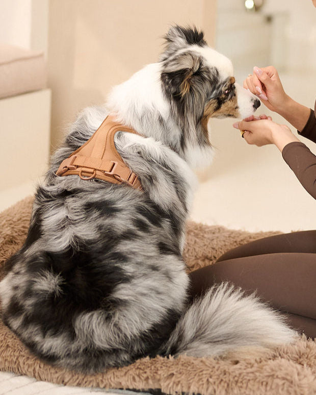 Harness Walk Set