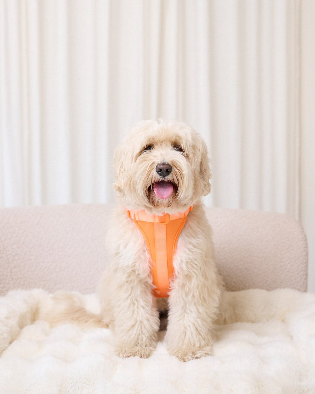 Harness Walk Set