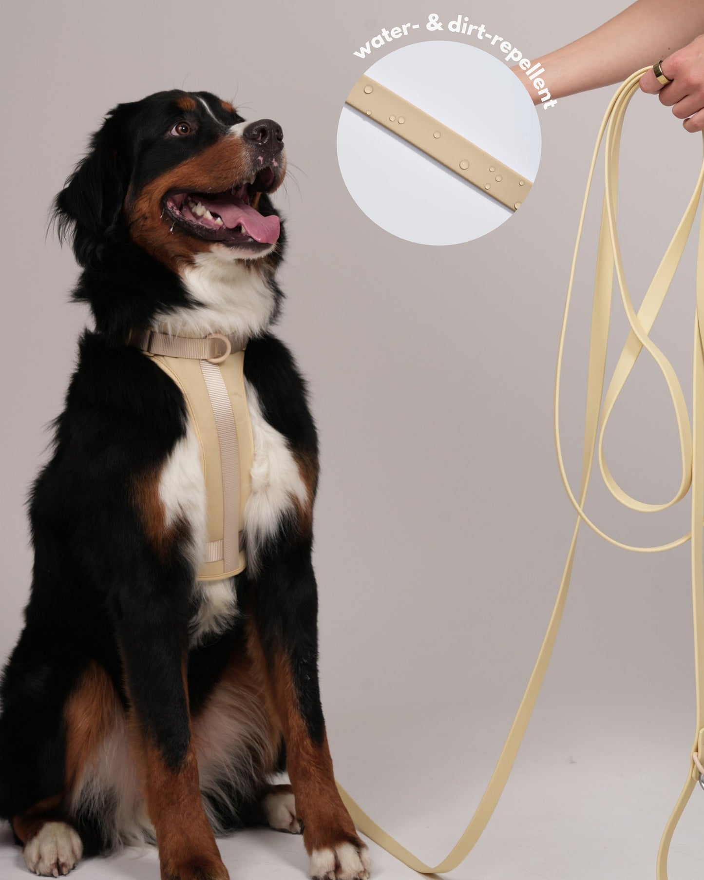 Long Leash