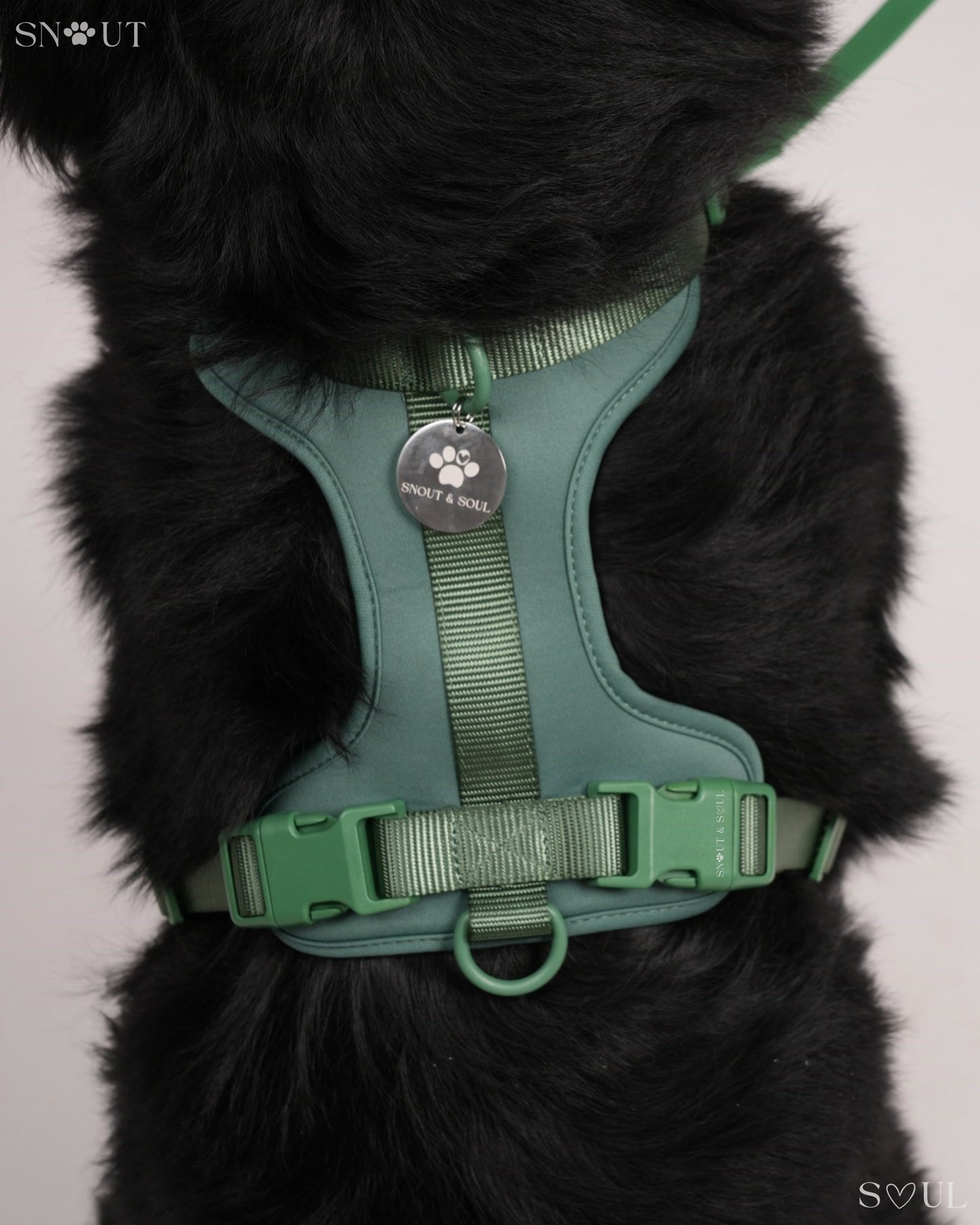 Harness