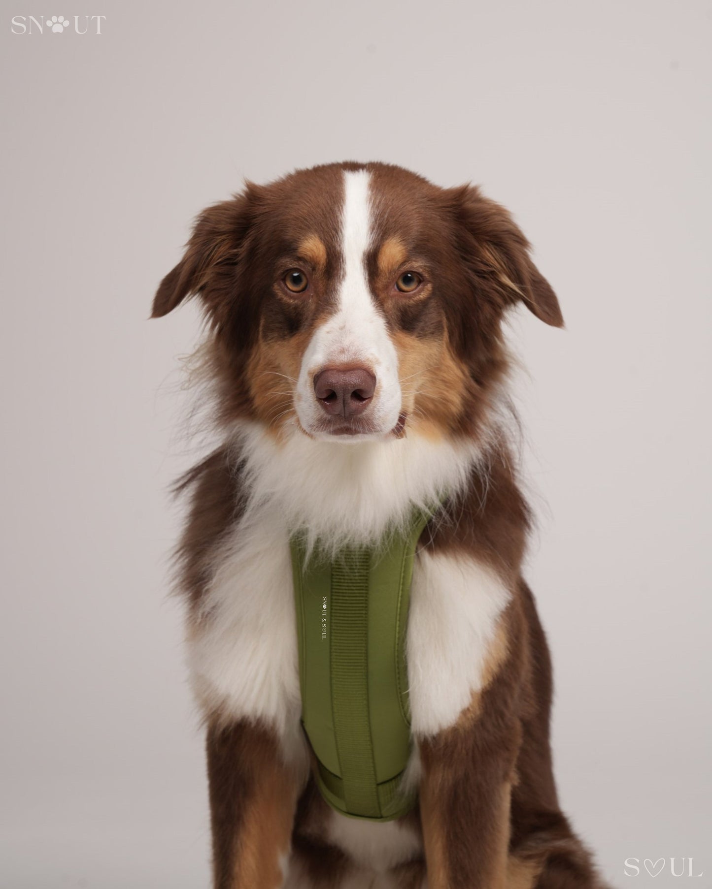 Harness