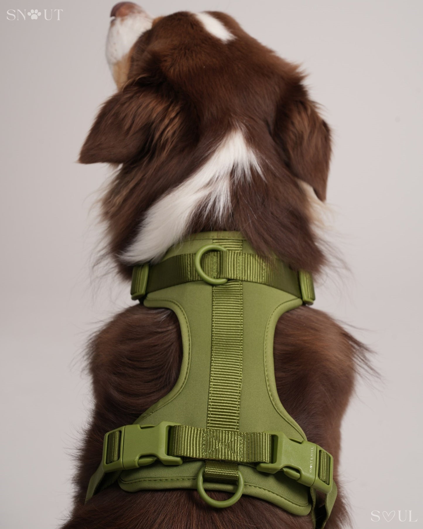 Harness