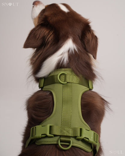 Harness