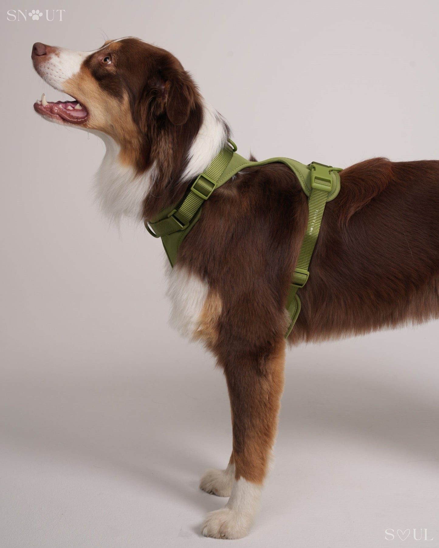 Harness