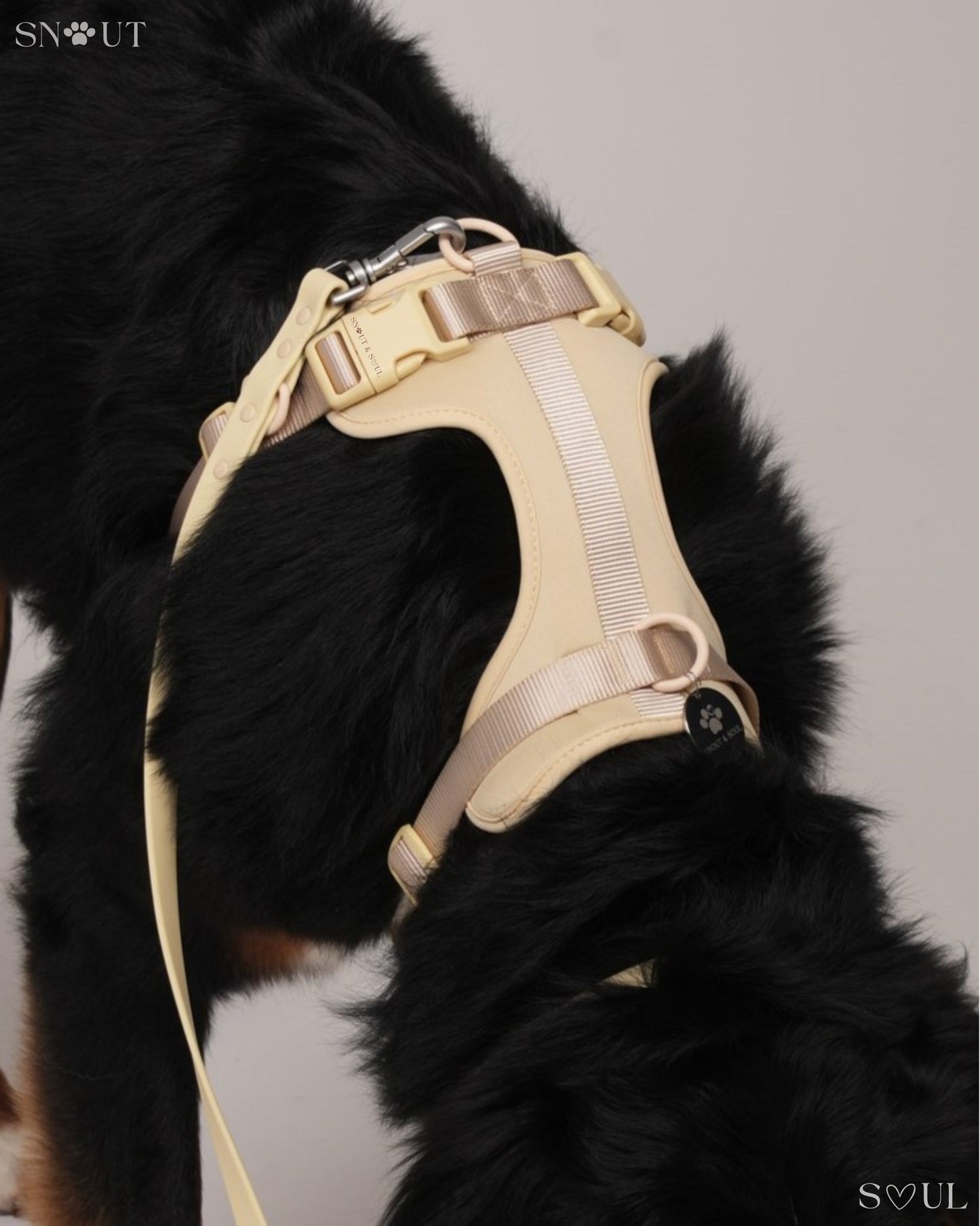 Harness