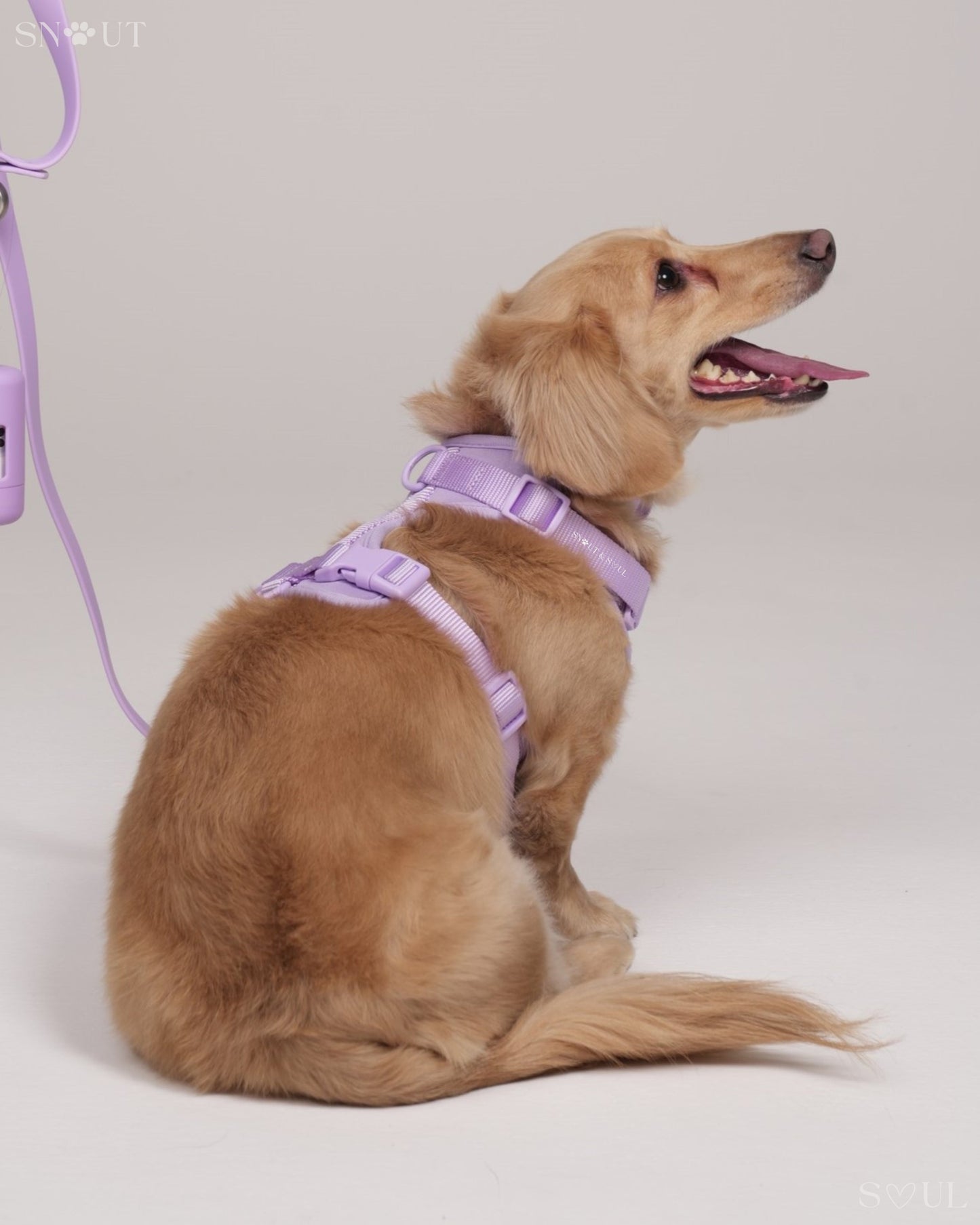 Harness