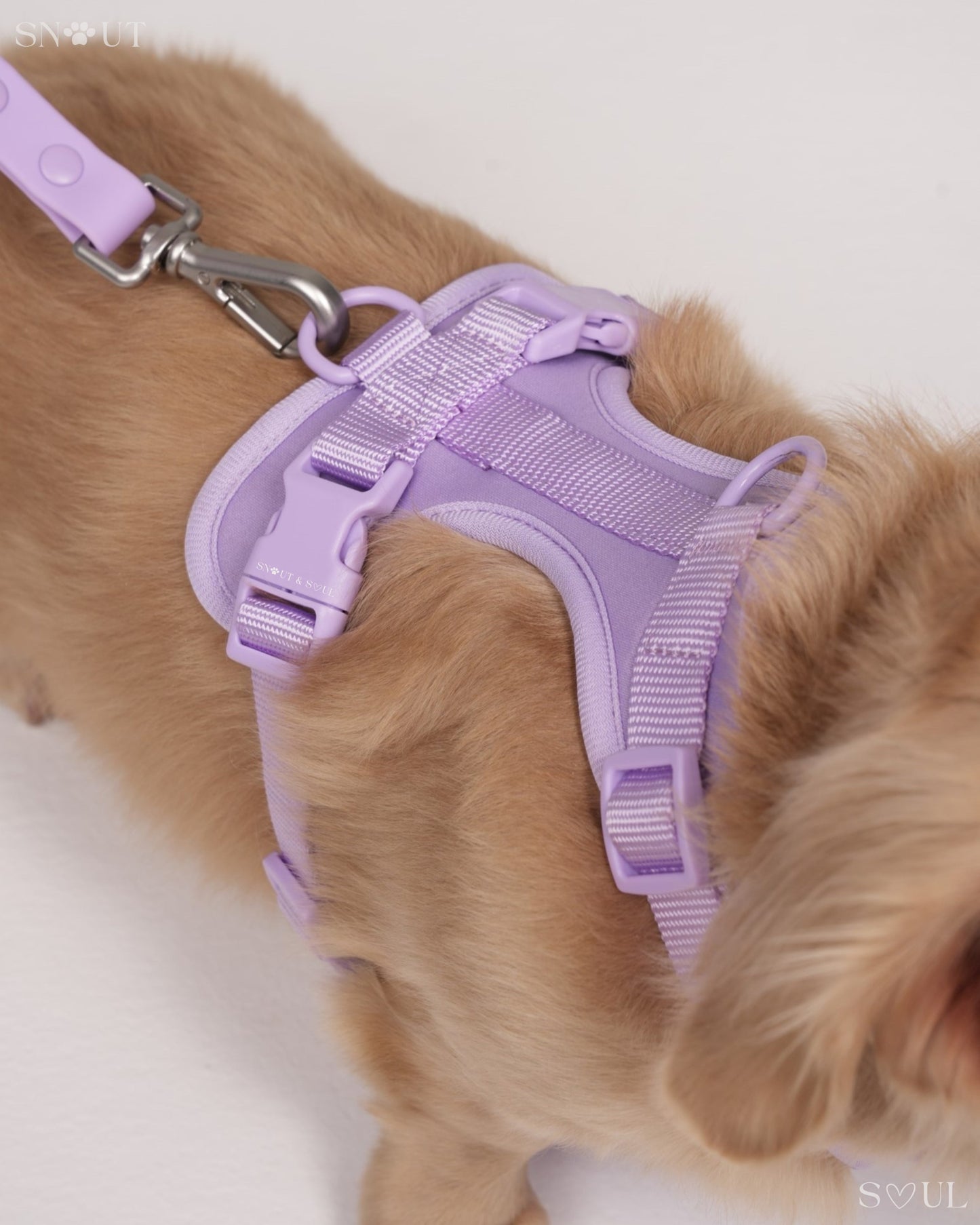 Harness
