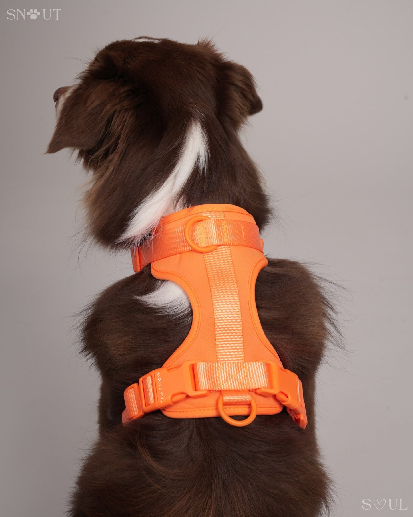 Harness