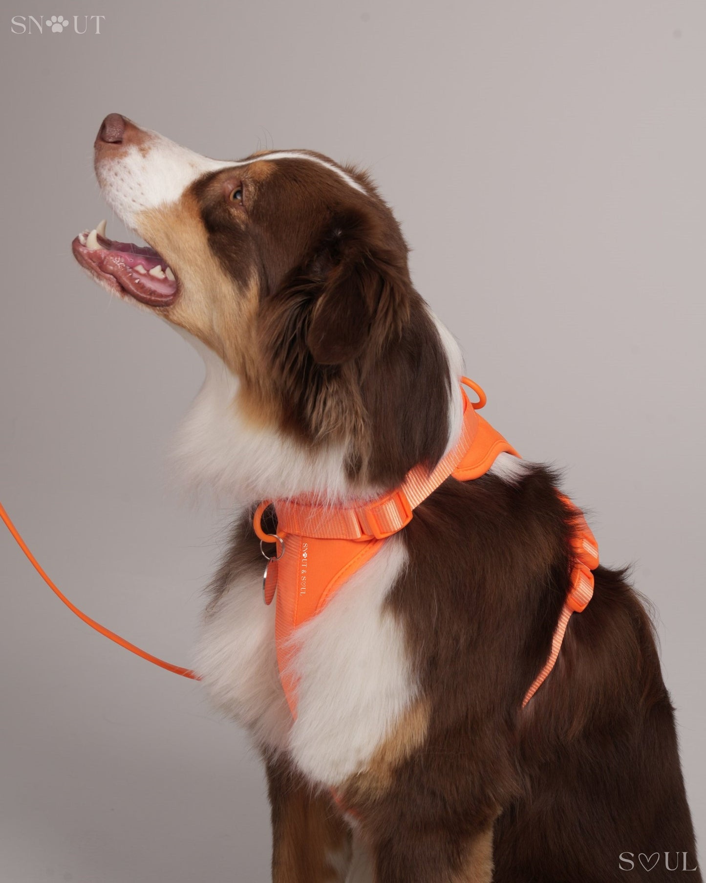 Harness