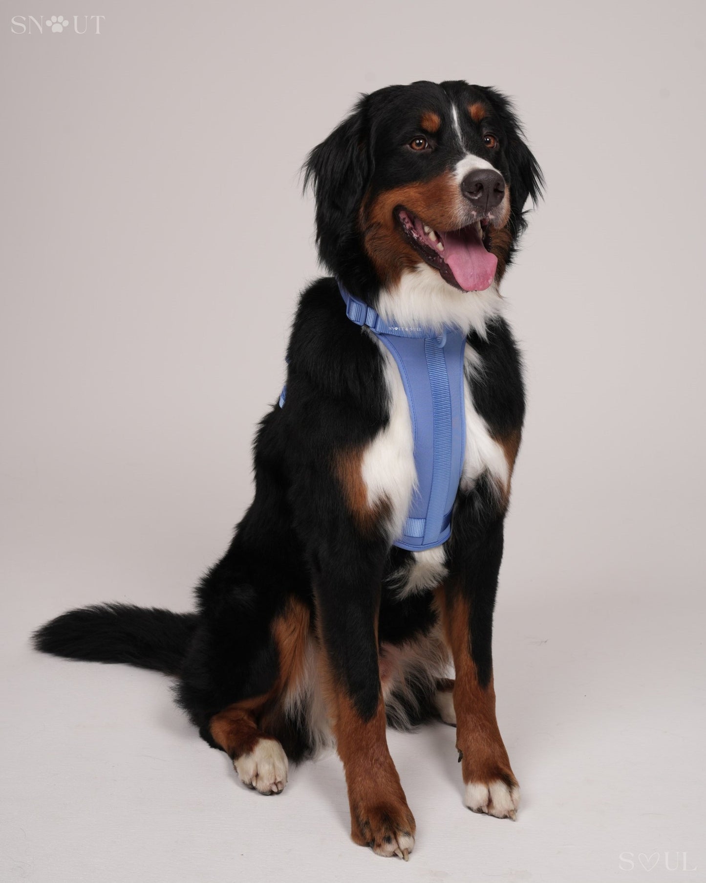 Harness