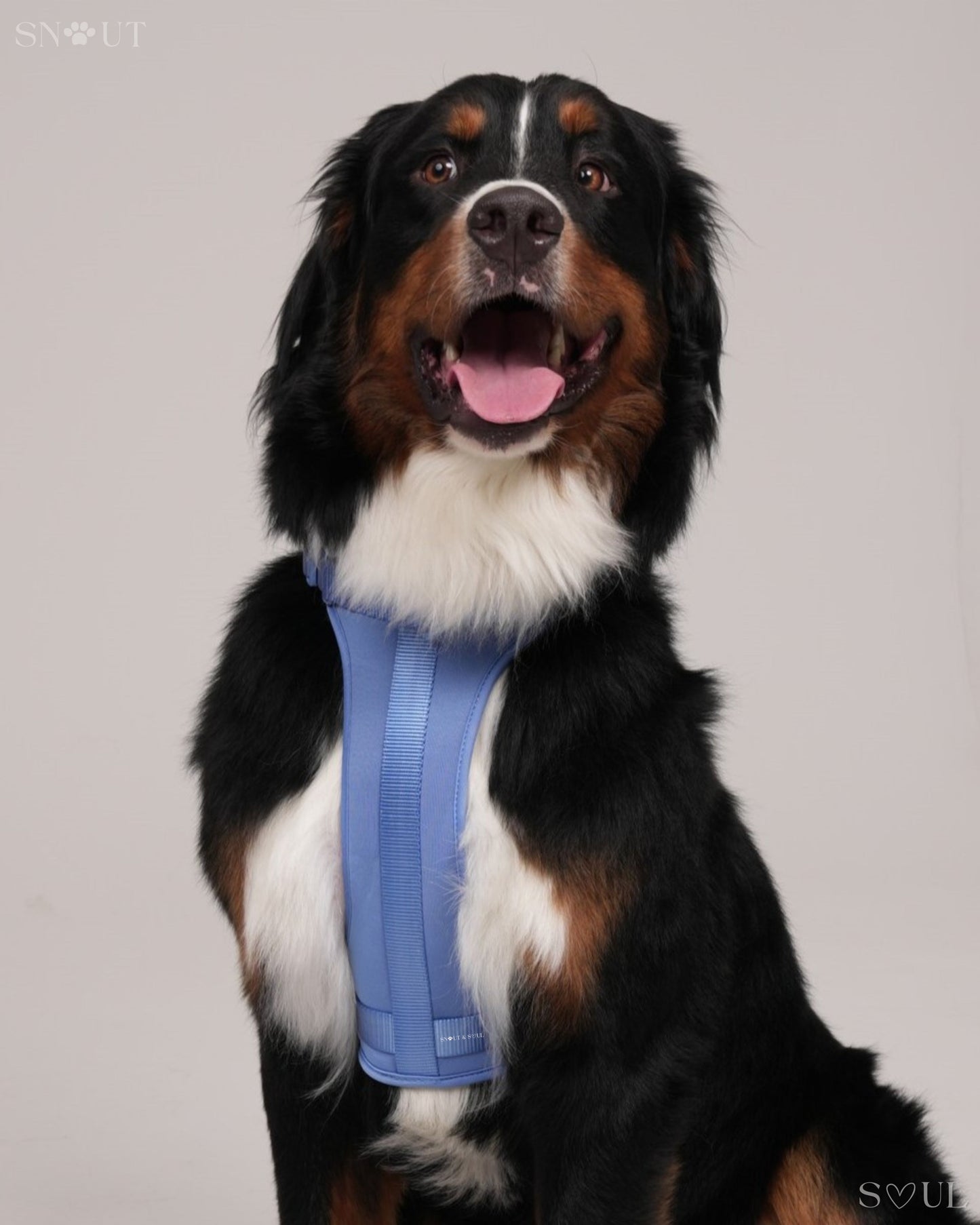Harness
