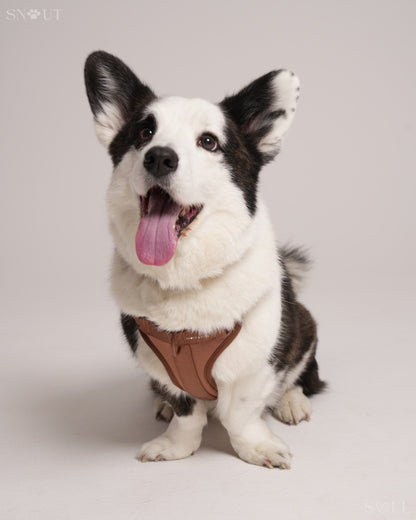 Harness