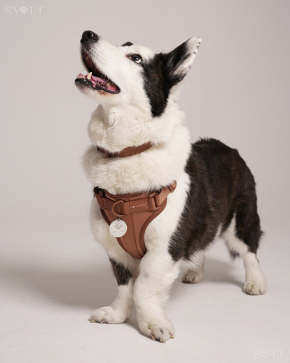 Harness