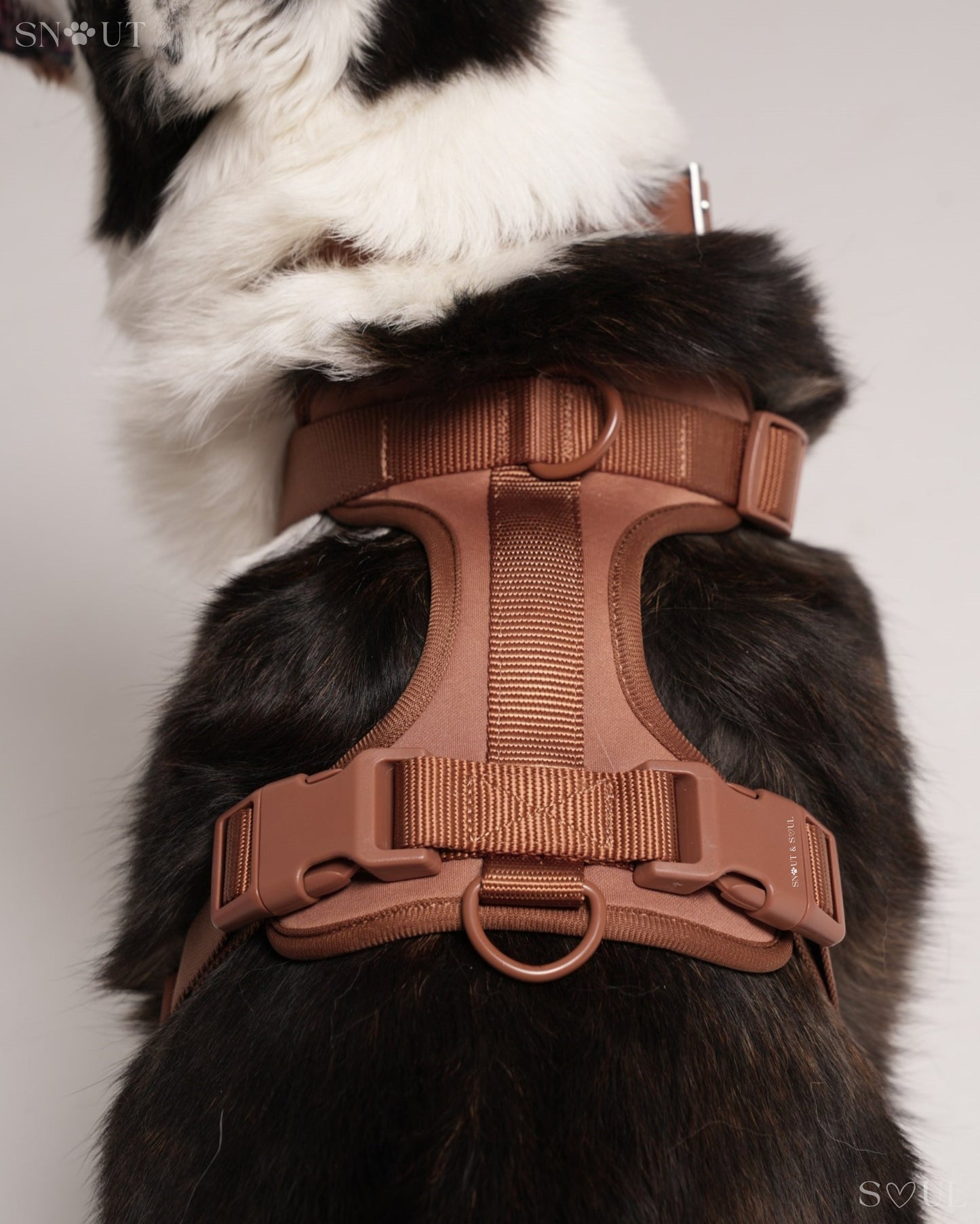 Harness