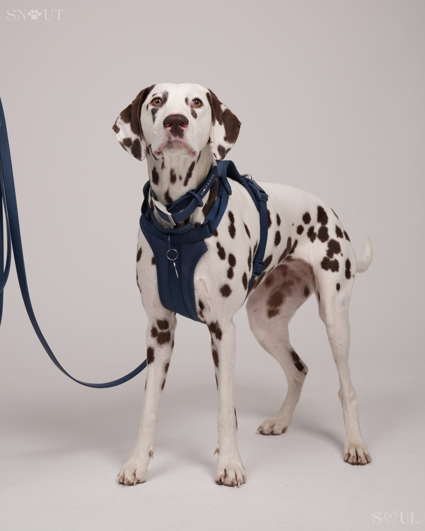 Harness