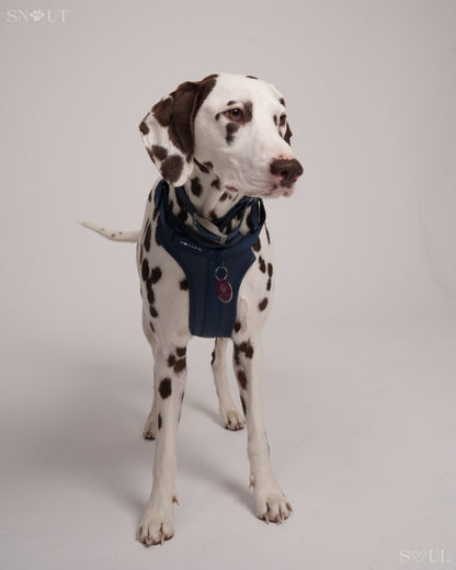 Harness