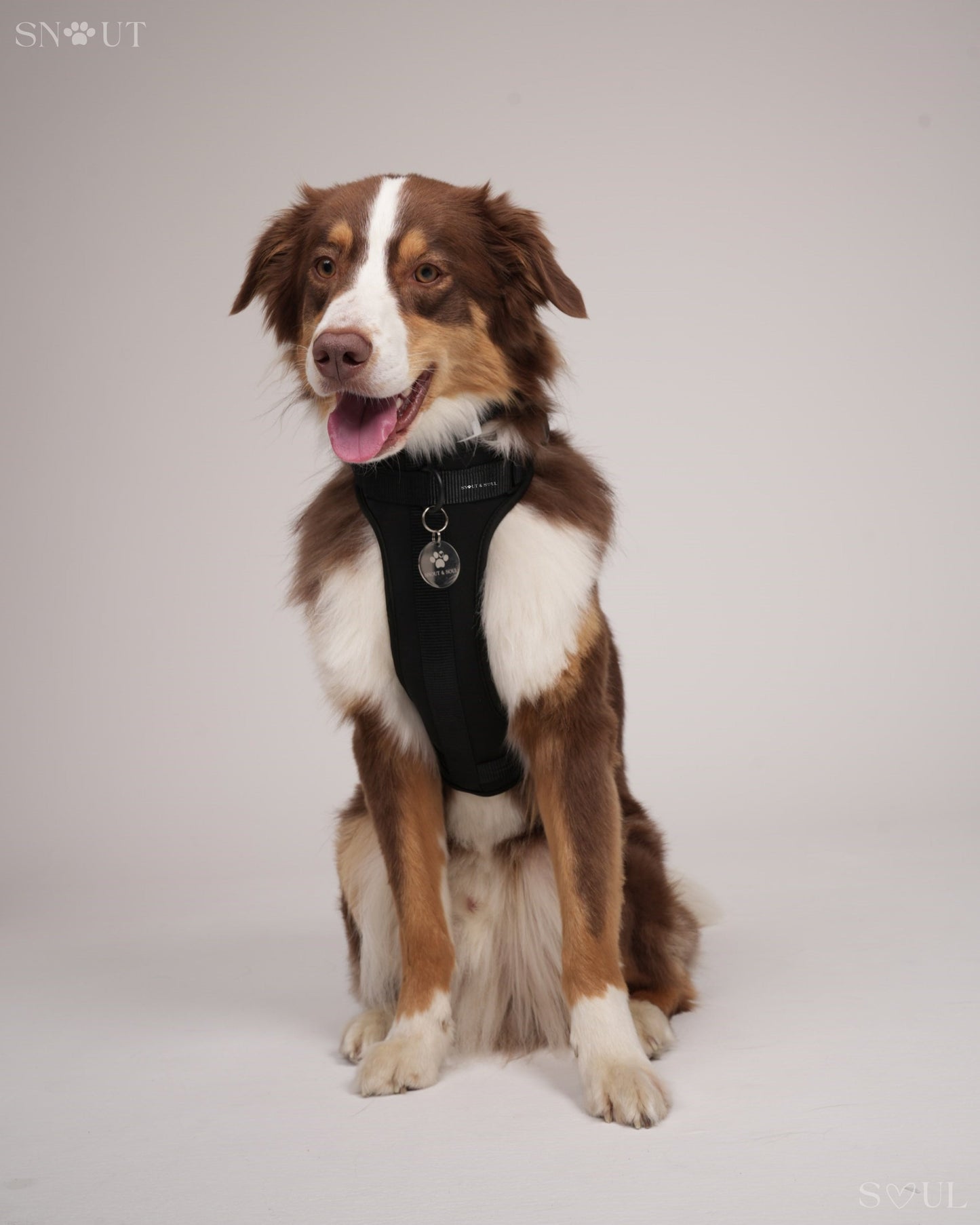 Harness