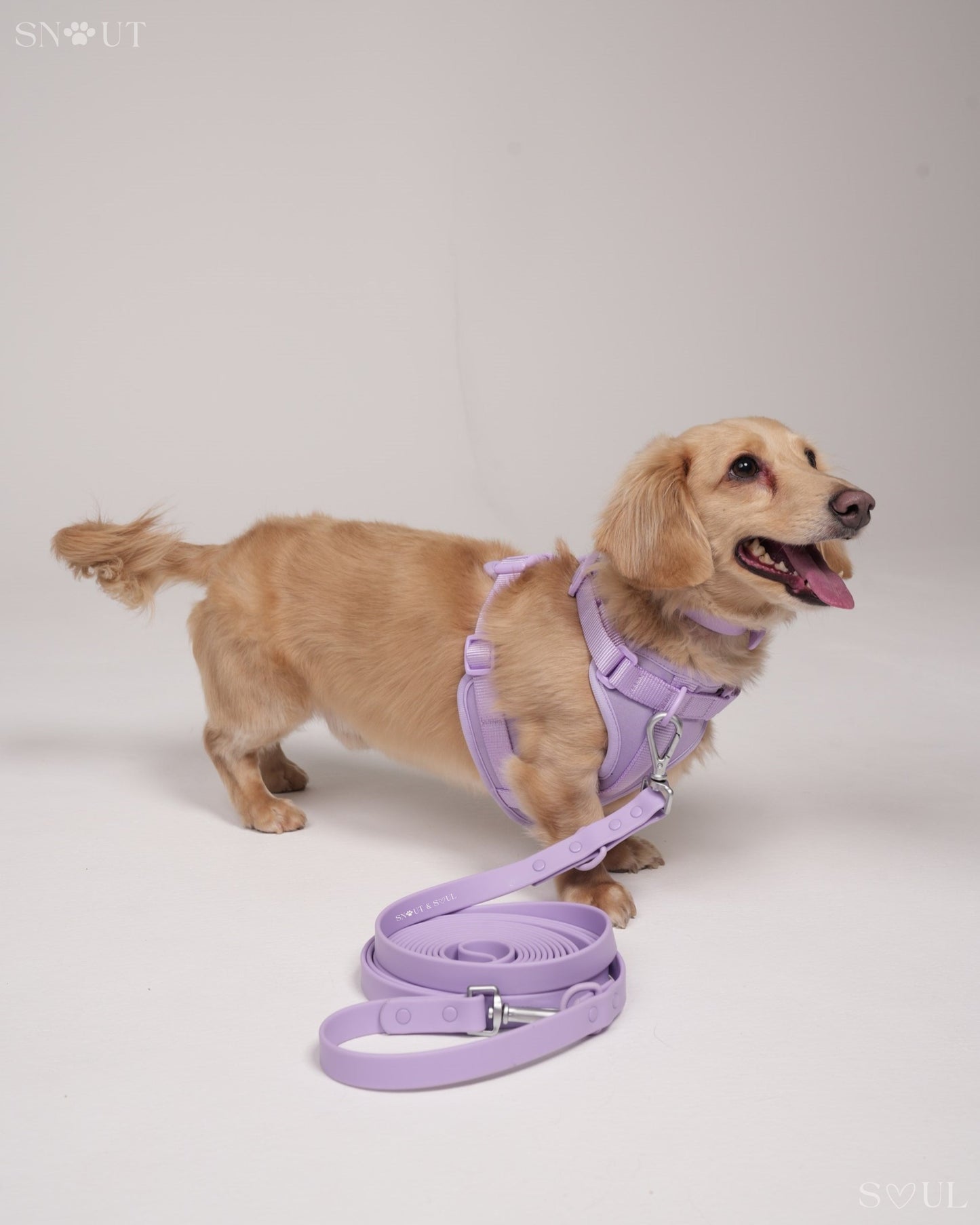 Long Leash