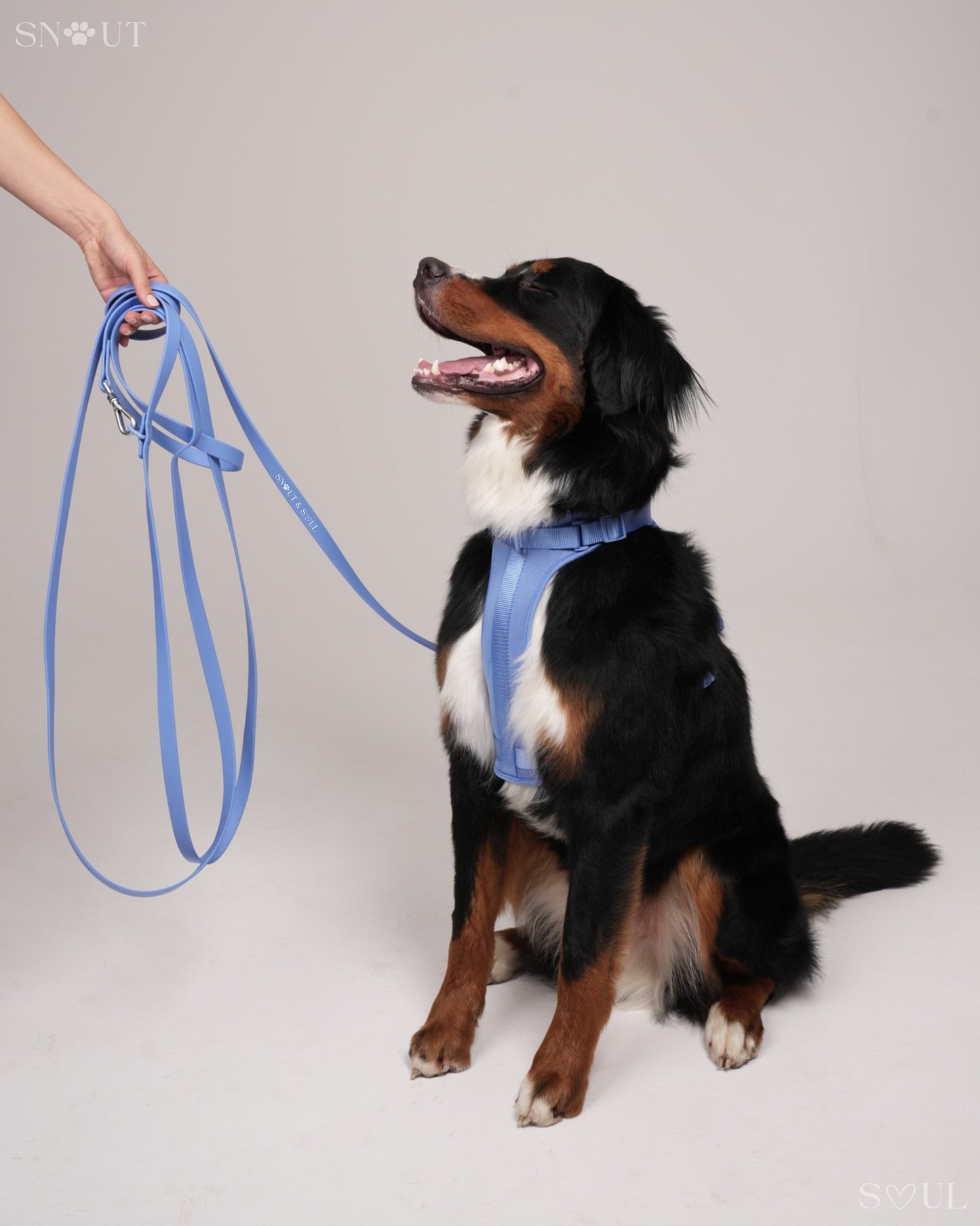 Long Leash