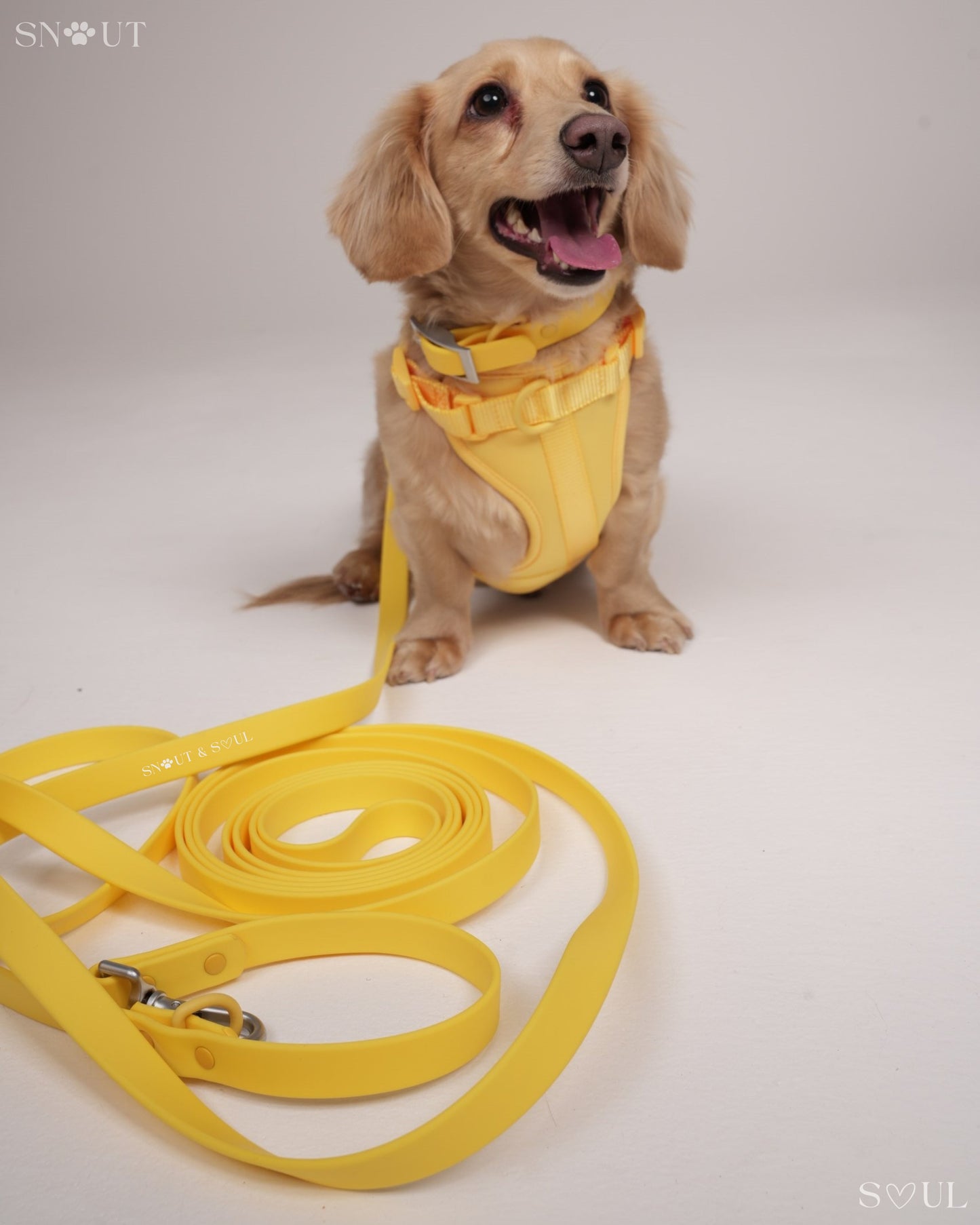 Long Leash